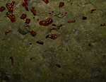 PoeSmoother - effects remover-qweqweqwddd-gif