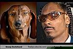 You laugh, You lose-snoop-dachshund-totally-looks-like-snoop-dog-jpg