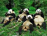 Win ! Best Panda Picture Contest-cute_funny_animals_43-jpg