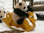 Win ! Best Panda Picture Contest-panda-daycare-nursery-chengdu-research-base-breeding-8-jpg