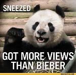 Win ! Best Panda Picture Contest-funny-pictures-auto-bear-panda-358264-jpeg