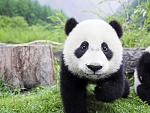Win ! Best Panda Picture Contest-panda-shouts-29jan14-01-jpg