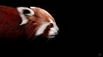  In Prizes! Massive Giant Panda Contest! Chance to win !-__red_panda___by_sven_werren-d5rddfy-jpg