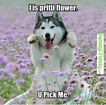 Legion Beta Key Giveaway Contest - Just post to enter! Ends 3rd July-funniest_memes_i-pritti-flower-u-pick-me_9436-jpeg