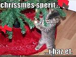 Ground Zero's Christmas Account Giveaway-funny-pictures-little-kitten-has-christmas-spirit-jpg