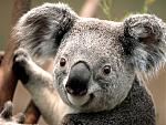[UPDATED] Pokemon Bot in C# Community Version-koala-jpg