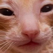 adrushka's Avatar