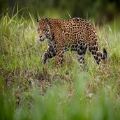 AnimalisHere's Avatar