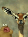 Blisser's Avatar