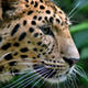 Leonardleopard24's Avatar