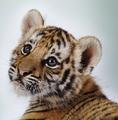 Tigercub's Avatar