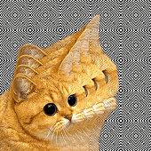 Warman's Avatar