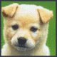 Puppydog1's Avatar