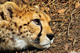 kittycheetah's Avatar