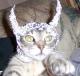 Trixiap's Avatar